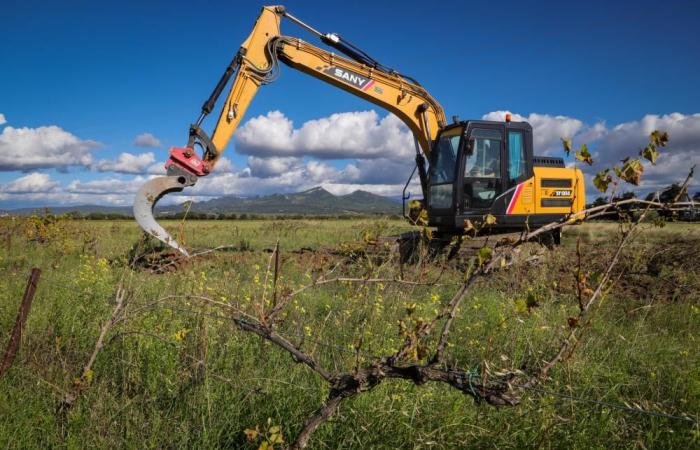 Più di 1.000 ettari di viti sradicate nel Vaucluse