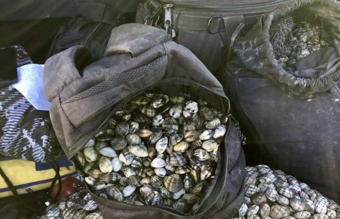 Hérault/Bouches-du-Rhône: smantellamento di un'importante rete di pesca illegale di vongole