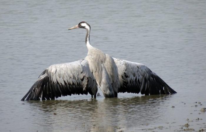 una gru comune infetta scoperta vicino al lago Puydarrieux