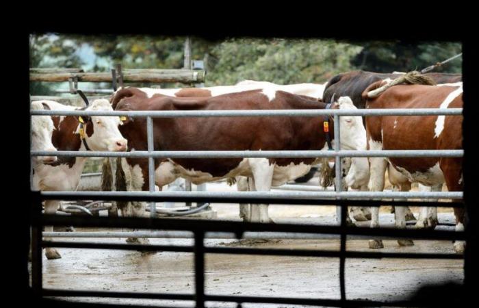 L’agricoltura vodese: lacune e mancanza di controllo nei miglioramenti fondiari