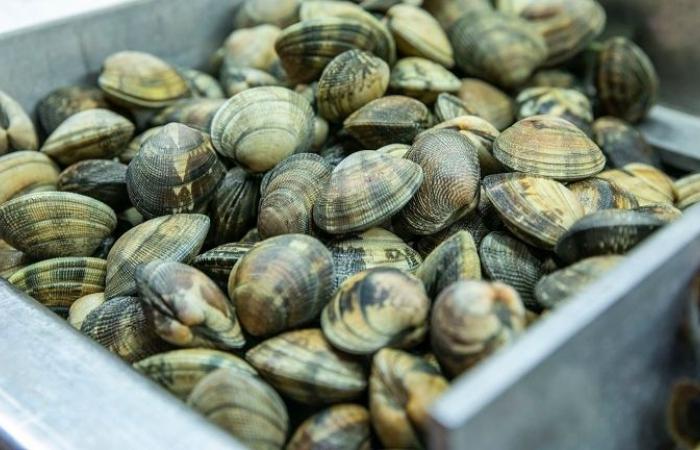 Traffic Fishing, società con sede nell'Hérault a capo della rete.