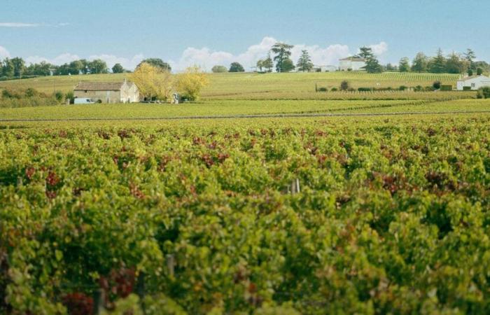 Le buone vibrazioni della Gironda