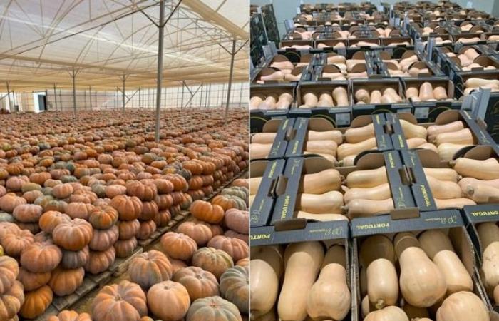 “I prezzi della zucca in Europa centrale sono molto bassi”