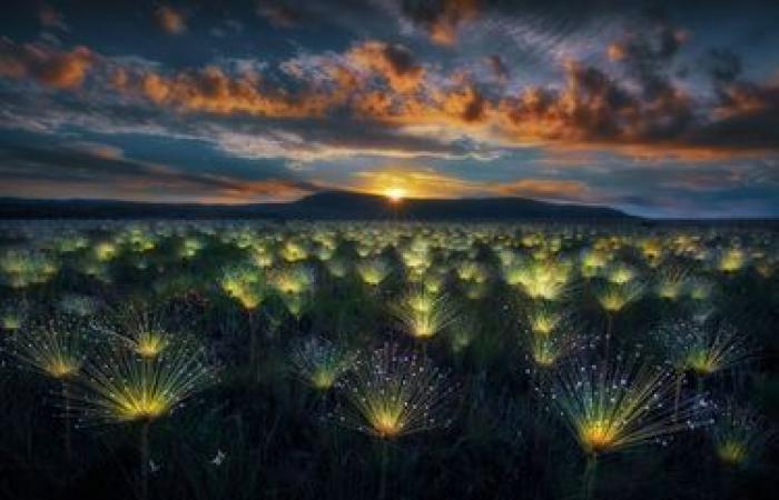 rivelate foto eccezionali della natura selvaggia