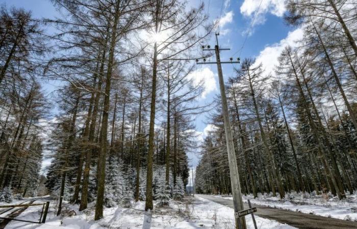 Dopo i primi fiocchi, questa settimana la neve continuerà a cadere sul Belgio