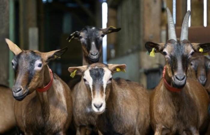 210 capre muoiono nell’incendio di una fattoria