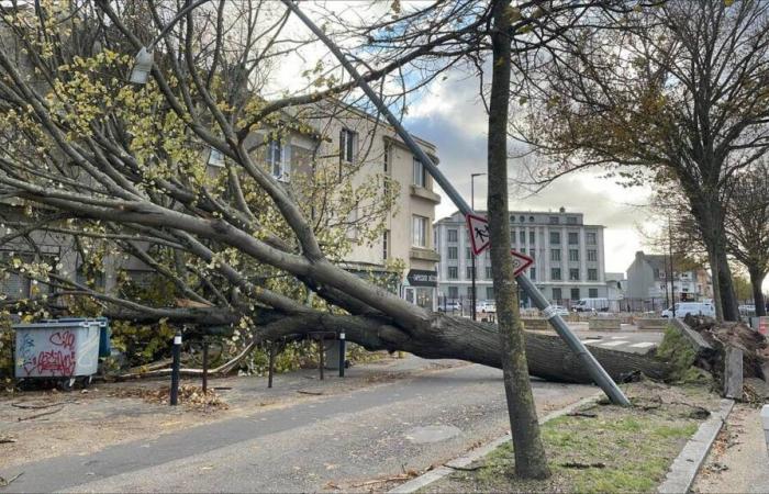 numerose cadute di alberi nella Loira Atlantica