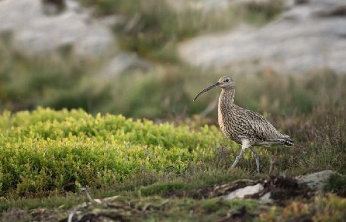 Lo studio conferma la scomparsa del chiurlo dal becco snello, visto l’ultima volta in Marocco