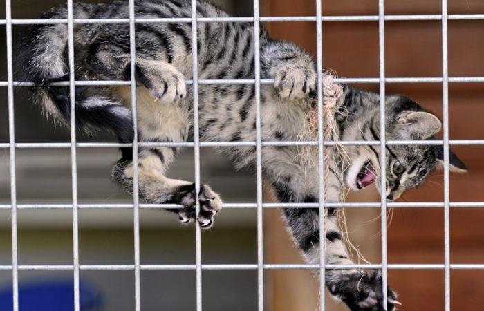 In città e nelle zone rurali è “il problema principale del vagabondaggio degli animali”: nell'Aveyron nascerà un rifugio per gatti