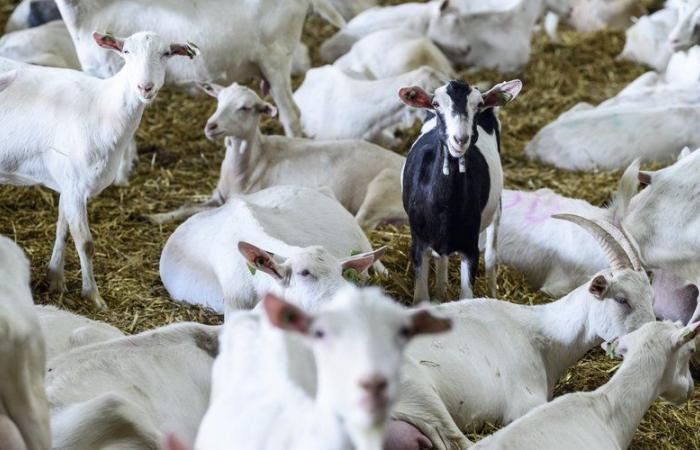 Oltre 200 capre morte tra le fiamme: drammatico incendio ieri sera in una fattoria