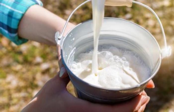 La Scozia presto nella lista dei fornitori di latticini del Marocco