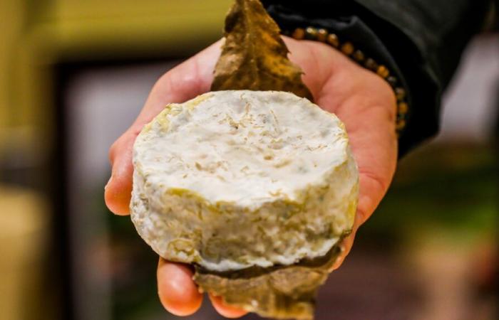 il mothais in foglia vince il 16° AOC dei formaggi di capra in Francia