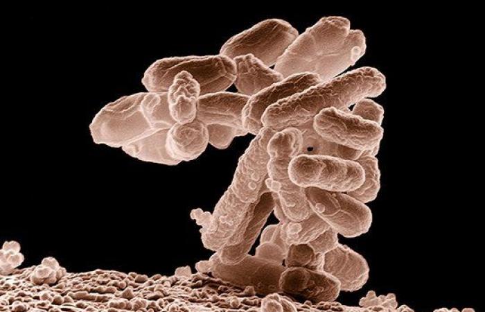 un effetto protettivo delle amebe intestinali · Inserm, La scienza per la salute