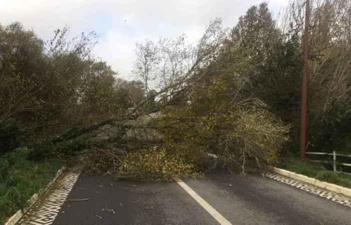 NELLE IMMAGINI. Alberi caduti, strade allagate… La tempesta Caetano provoca danni nel Morbihan