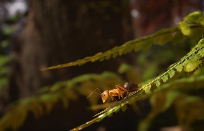 “Les Fourmis” mette la zampa dell’animale nel videogioco