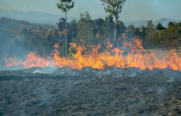 Gli incendi colpiscono mille comunità