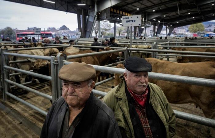 Al mercato del bestiame di Laissac, nell'Aveyron, preoccupazione contadina per il Mercosur