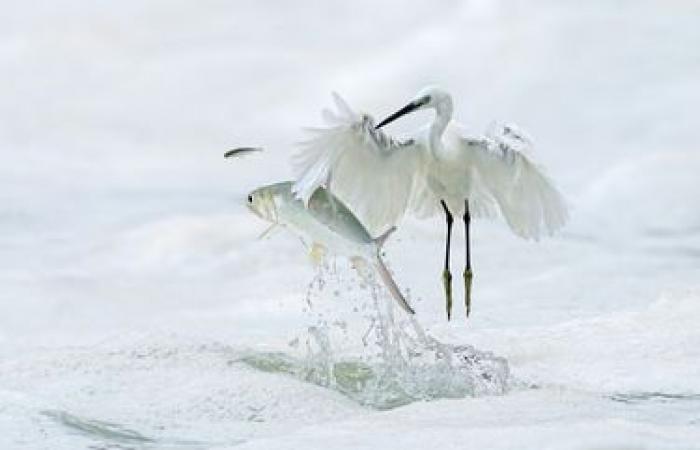 rivelate foto eccezionali della natura selvaggia