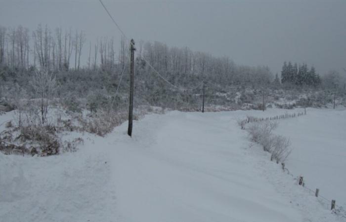 siepi per contrastare gli effetti della neve