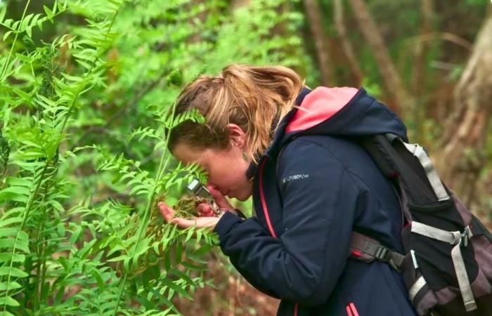 come la foresta riconquista le terre bruciate dopo gli incendi del 2022