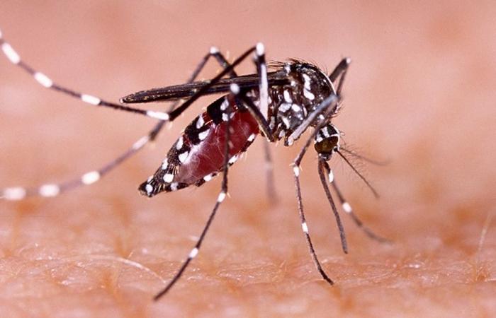 Lo studio stima che un caso su cinque di febbre dengue sia legato al cambiamento climatico