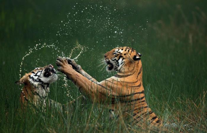 rivelate foto eccezionali della natura selvaggia