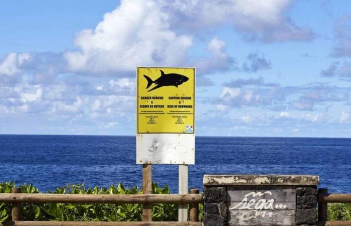 Riunione. L’apparizione di uno squalo porta all’evacuazione nel bel mezzo di una gara di surf