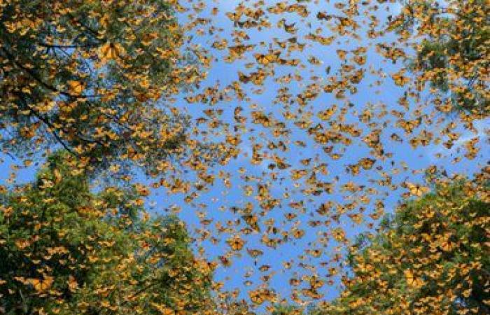 rivelate foto eccezionali della natura selvaggia