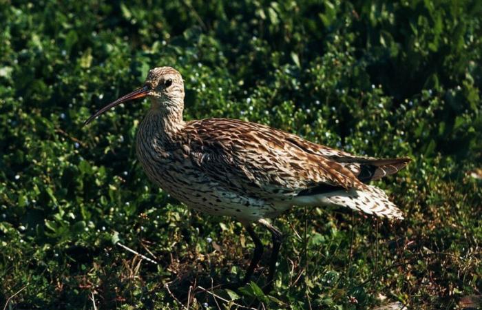 Uno studio conferma la scomparsa del Chiurlo becco snello, uccello migratore visto l’ultima volta in Marocco