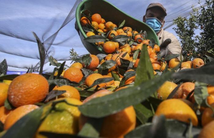 è l'alta stagione delle clementine, ecco come sceglierle con saggezza