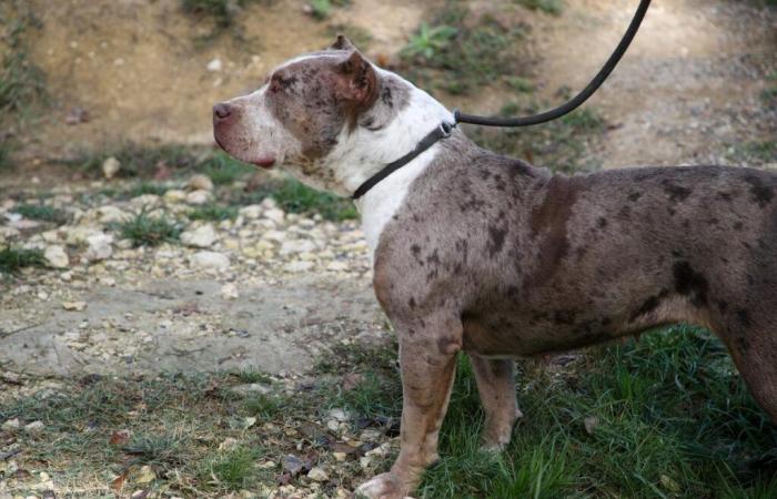 cosa sappiamo del jogger aggredito dai cani a Bergeracois