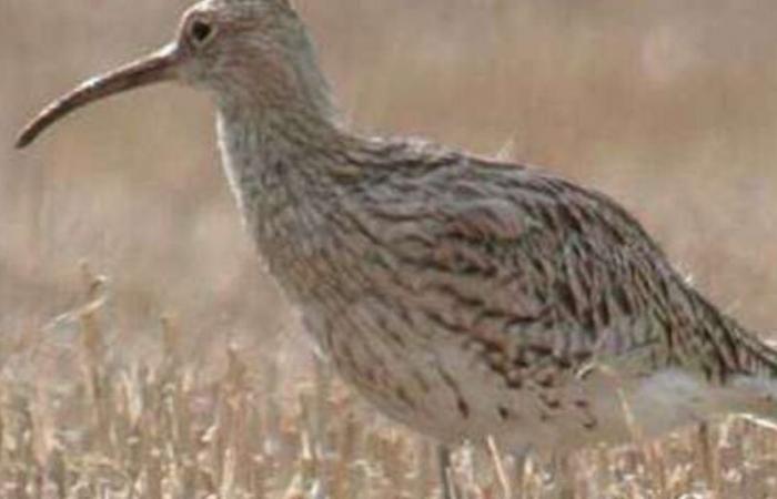 Confermata l’estinzione di un uccello visto l’ultima volta in Marocco