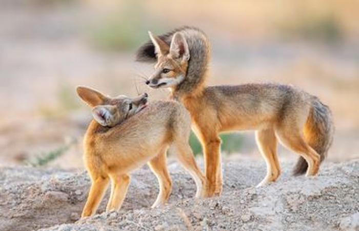 rivelate foto eccezionali della natura selvaggia