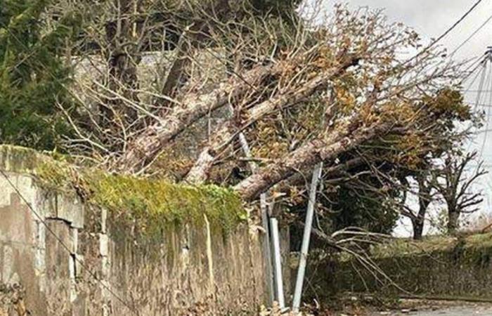 Tempesta Caetano. Albero caduto, tetti danneggiati… Quasi 400 interventi dei vigili del fuoco nell'Angiò