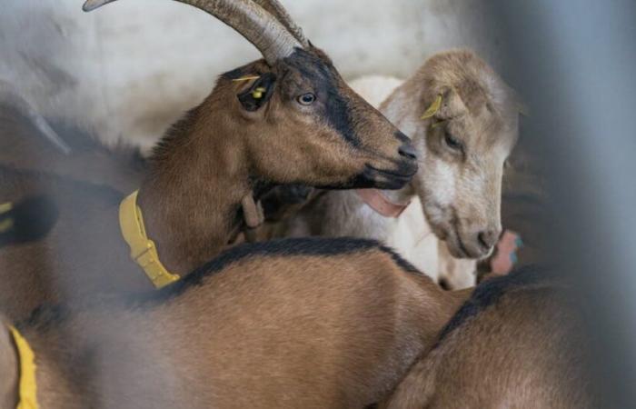 Alta Savoia. 215 capre muoiono nell’incendio di una fattoria