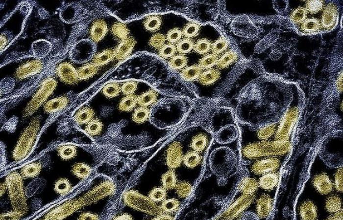 un bambino è risultato positivo al virus dell’influenza aviaria, l’origine della contaminazione sconosciuta