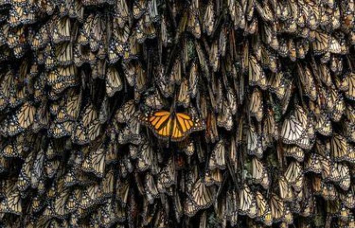 rivelate foto eccezionali della natura selvaggia