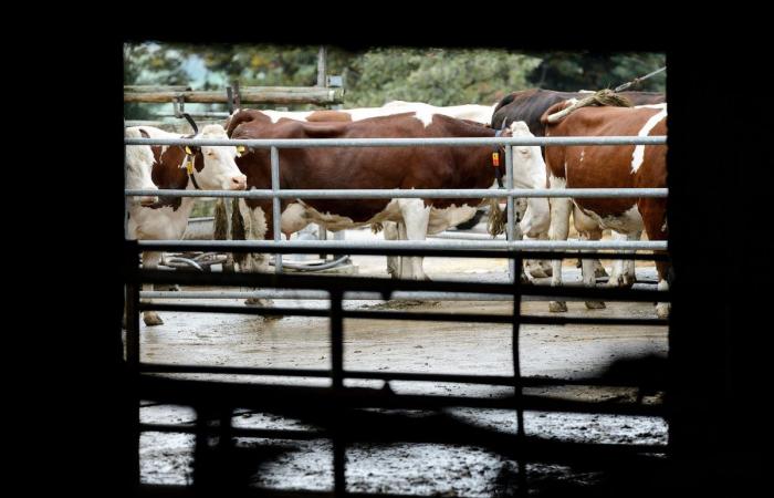 L’agricoltura vodese: lacune e mancanza di controllo nei miglioramenti fondiari