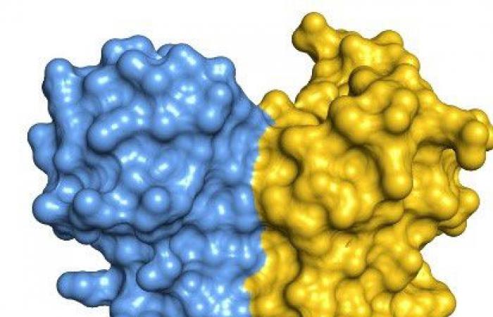 ADAR1, un enzima la cui associazione a coppie influenza l’editing dell’RNA