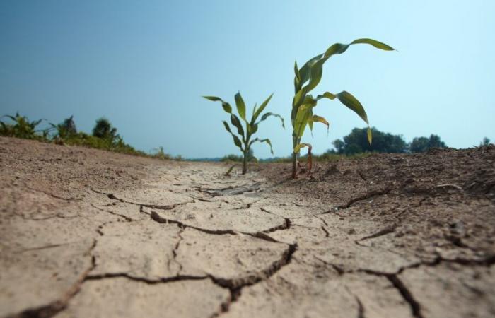 GARD Partecipare alle domande sul cambiamento climatico