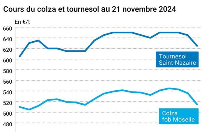 COTidienne | Semi oleosi – Crollo dei prezzi dei semi oleosi, si teme per le conseguenze del ritorno al potere di Donald Trump