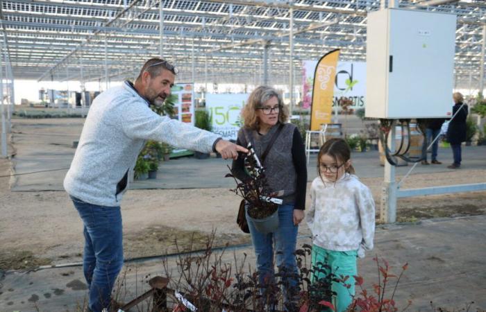 Dordogna. Lagerstroemia per vigneti più belli