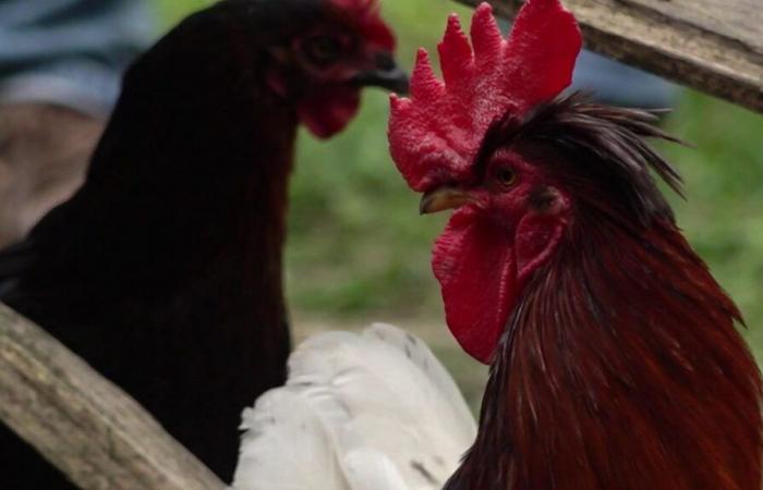 petizione per salvare Ricco, gallo in pericolo per problemi di vicinato