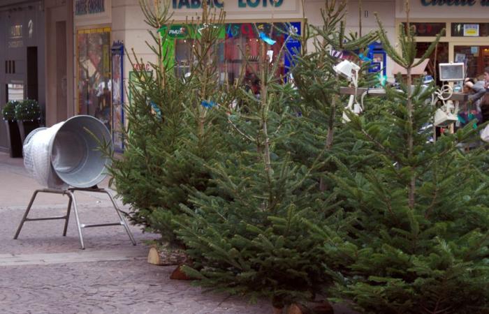 Qual è il “giusto prezzo” per un albero di Natale?