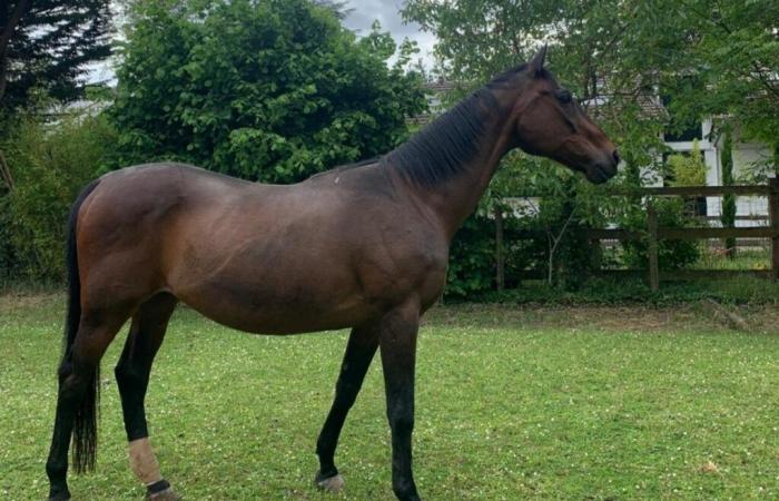 accusa i cacciatori di aver stressato a morte il suo cavallo