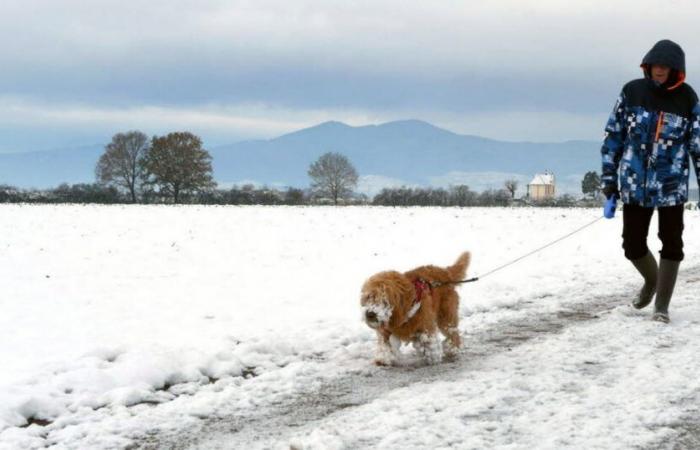 Presentazione. Passeggiata innevata nell'Alsazia centrale