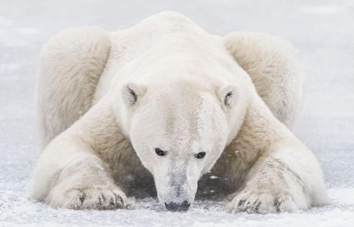 Vincent Munier: “Posso ancora avere paura, anche in una foresta senza orsi e questa sensazione è preziosa”