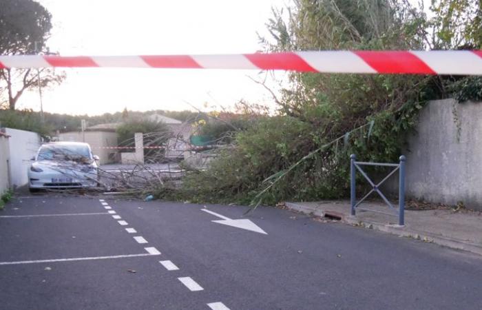 NELLE IMMAGINI. Tempesta Caetano: parte di un pioppo cade su un'auto parcheggiata a nord di Montpellier