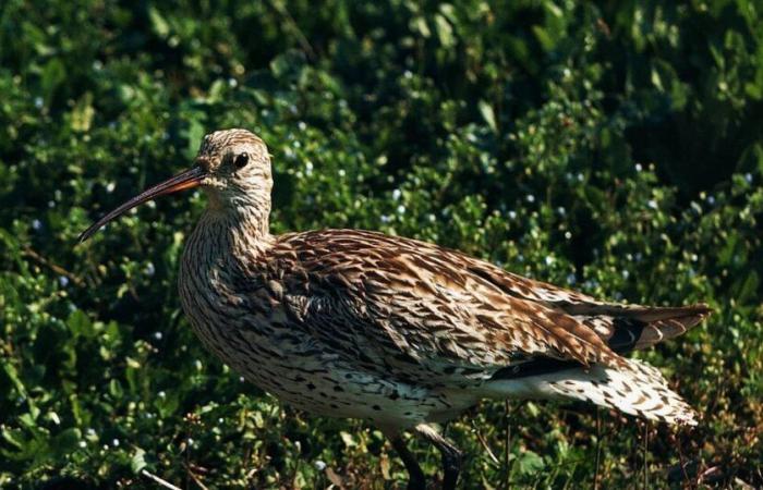 prima scomparsa di una specie di uccello continentale in Europa – Libération