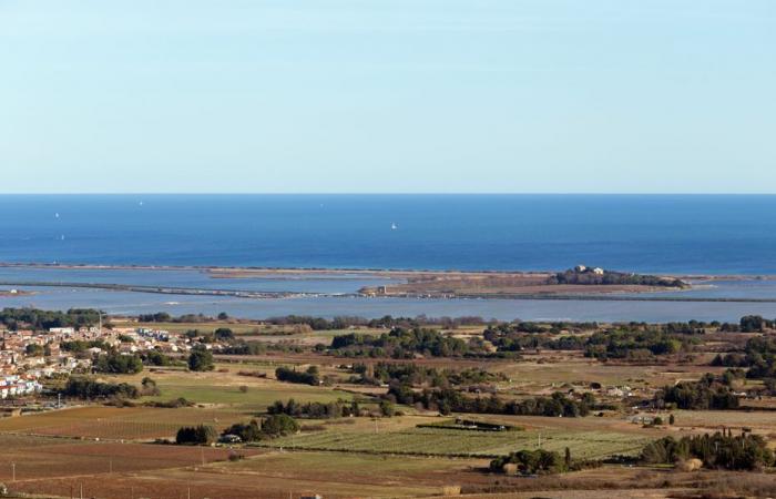 polpette avvelenate scoperte in un massiccio dell'Hérault, diversi cani morirono